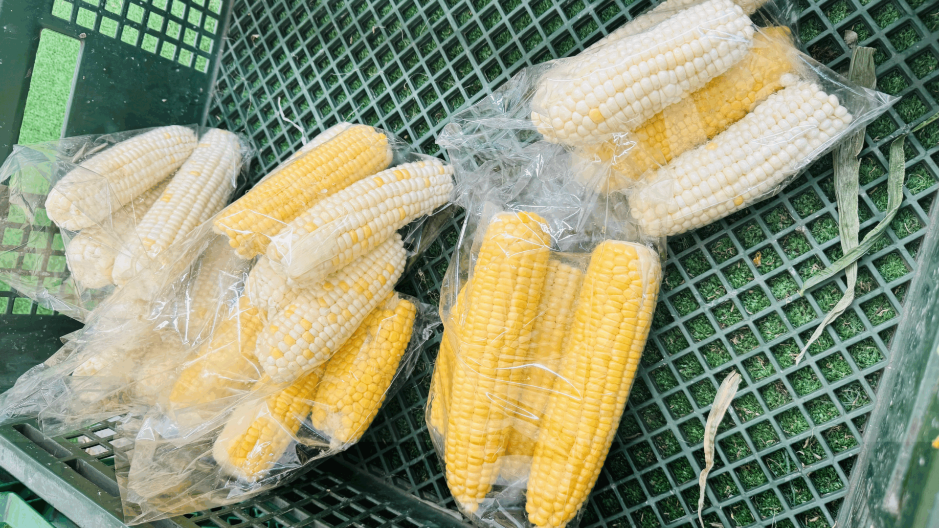 トウモロコシ(群馬産)